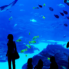 Ausflug zum Grand Aquarium in Hurghada (1)