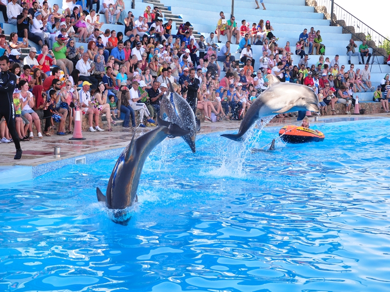 Ausflug zur Delphin Show in Hurghada (2)